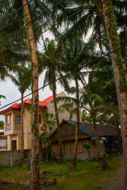 Palmiye ağaçları Filipinler kırsal evde pahalı. Pandan, Panay