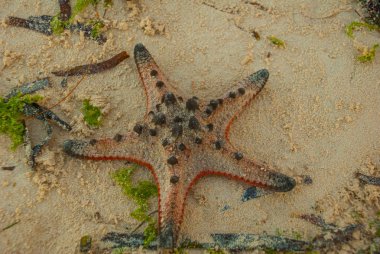 Sahilde kırmızı deniz yıldızı