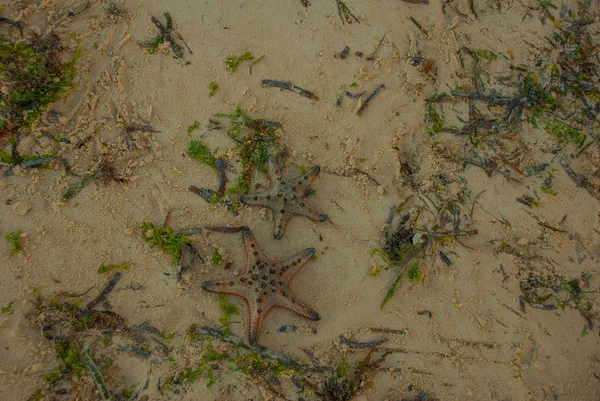 Red starfish on the beach — Stock Photo, Image