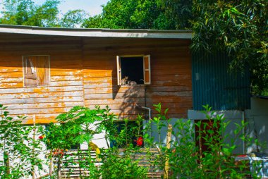 Ahşap evin penceresinde bir kedi oturur. Bir Kota Kinabalu, Sabah, Malezya.