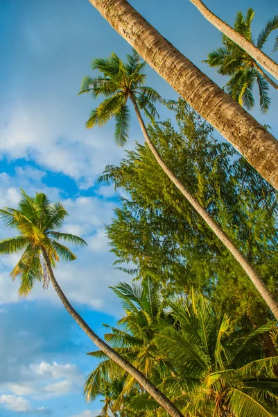 Mavi gökyüzü güzel palmiye ağaçları. Boracay, Filipinler