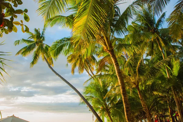 Güzel tropikal peyzaj evenin içinde palmiye ağaçları ile. Boracay, Filipinler