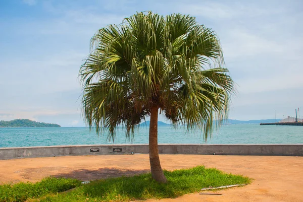 La promenade centrale avec des palmiers au bord de la mer. Kota Kinabalu, Sabah, Malaisie . — Photo