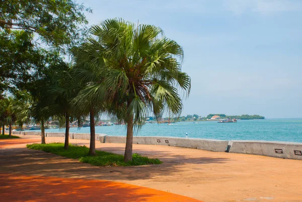 Merkez deniz kenarında palmiye ağaçları ile gezi. Bir Kota Kinabalu, Sabah, Malezya.