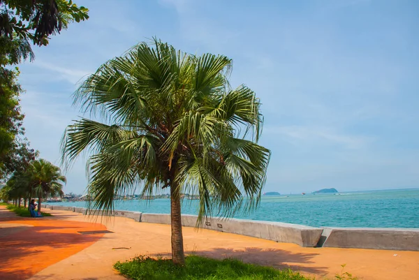 Central promenade med palmer vid havet. Kota Kinabalu, Sabah, Malaysia. — Stockfoto