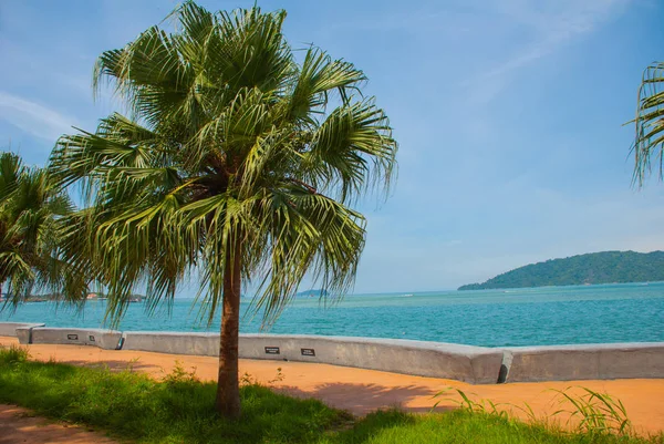 Merkez deniz kenarında palmiye ağaçları ile gezi. Bir Kota Kinabalu, Sabah, Malezya.