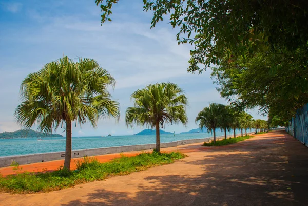 El paseo central con palmeras junto al mar. Kota Kinabalu, Sabah, Malasia . — Foto de Stock