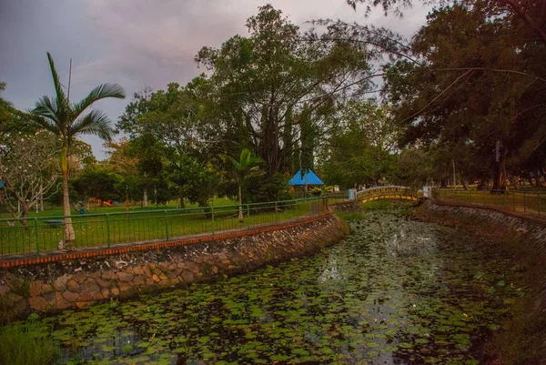 Bewachsener Teich mit Seerosen am Abend im Park. Malaien. kota kinabalu — Stockfoto