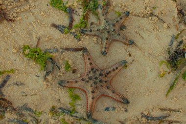Sahilde kırmızı deniz yıldızı