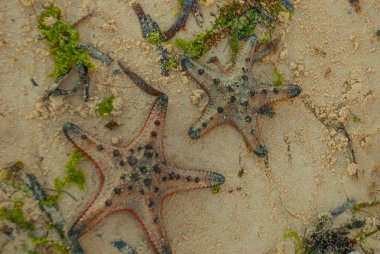 Sahilde kırmızı deniz yıldızı