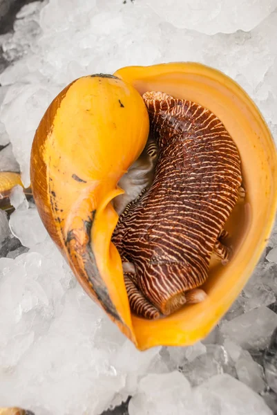 Seafood on ice at the fish market — Stock Photo, Image