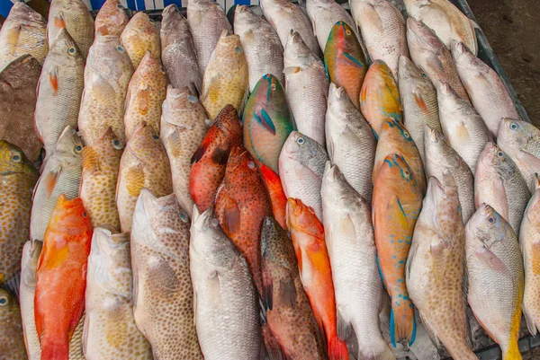 Venta de pescado. Mariscos sobre hielo en el mercado de pescado —  Fotos de Stock