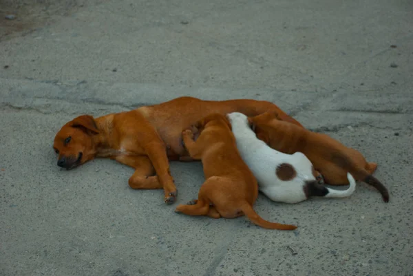 Собака лежить на дорозі і годує цуценят — стокове фото