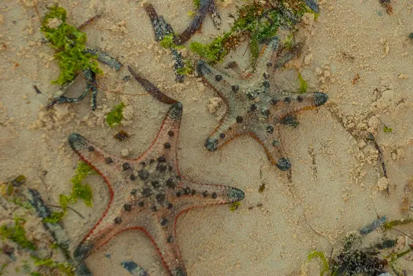 Sahilde kırmızı deniz yıldızı