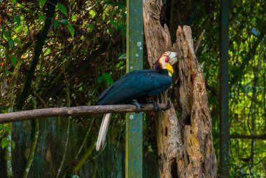 Gergedan Kartallar kuş baş shot yan görünüm