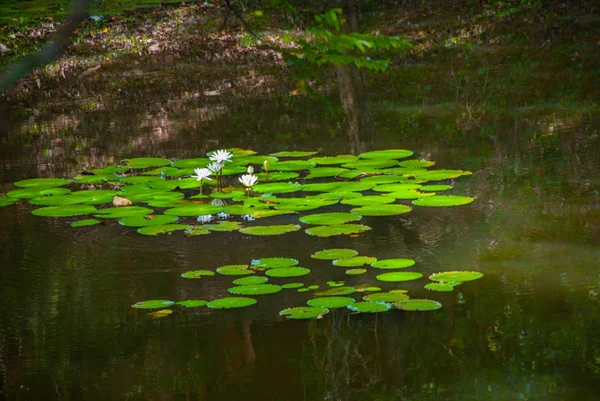 Weiße Seerose im Teich — Stockfoto