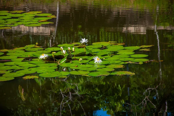 Lys blanc dans l'étang — Photo