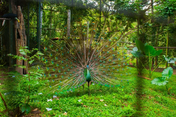 Pavo real. Primer plano del pavo real mostrando sus hermosas plumas. Hermoso pavo real. pavo real macho mostrando sus plumas de la cola. Extender las plumas de la cola de pavo real son citas . — Foto de Stock