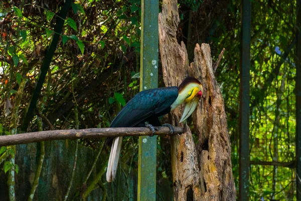 Vista lateral do rinoceronte Hornbill tiro cabeça de pássaro — Fotografia de Stock