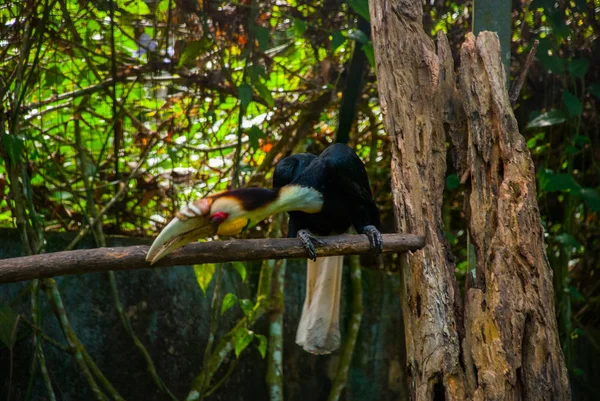 Vista lateral do rinoceronte Hornbill tiro cabeça de pássaro — Fotografia de Stock