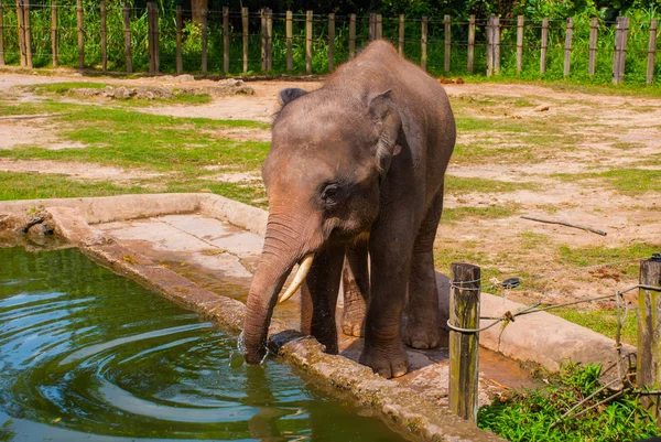 Elefantenbaby trinkt Wasser — Stockfoto