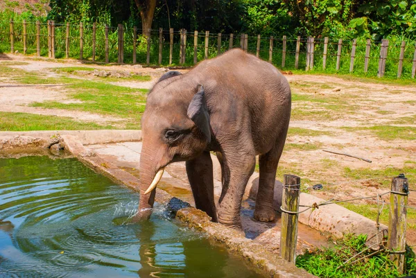 Baby elefánt iszik víz — Stock Fotó