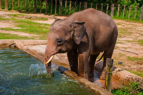 Słoń dziecko pije wodę — Zdjęcie stockowe