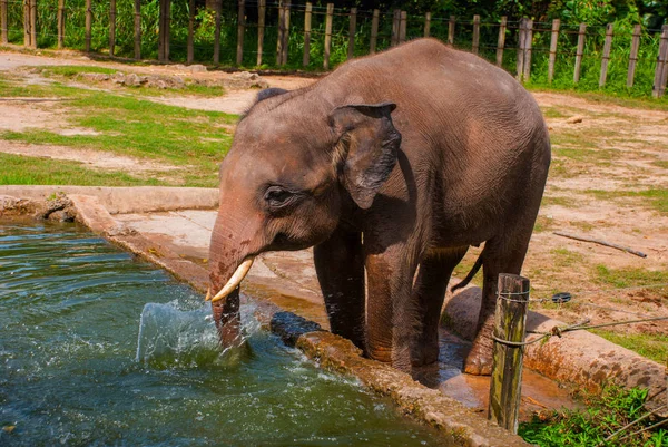 Elefantenbaby trinkt Wasser — Stockfoto