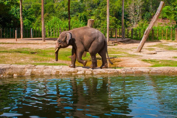 Ogromny słoń w ogrodzie zoologicznym — Zdjęcie stockowe