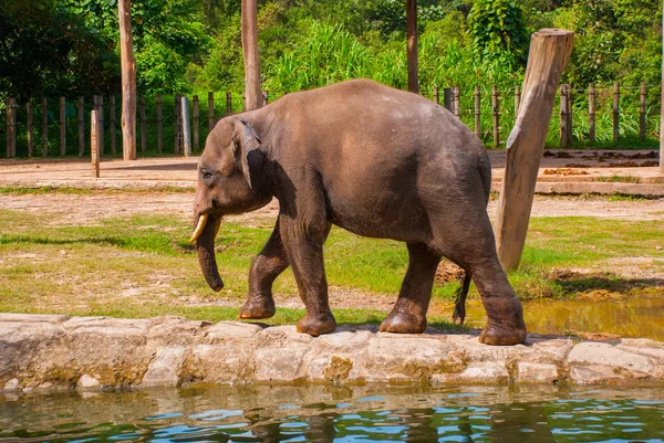 在动物园里的巨大大象 — 图库照片