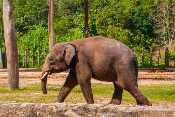 Ogromny słoń w ogrodzie zoologicznym — Zdjęcie stockowe