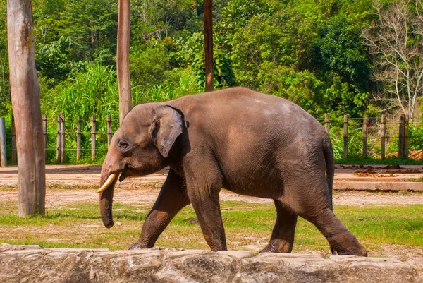 Riesenelefant im Zoo — Stockfoto