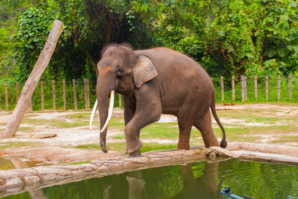 Huge elephant in the zoo — Stock Photo, Image