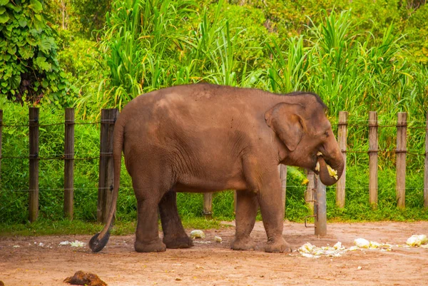 Obrovský slon v zoo — Stock fotografie