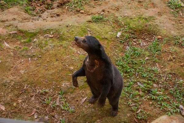 Милый Санмедведь. Малайзия, Borneo . — стоковое фото