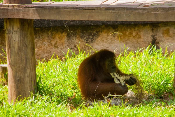 Orang-utan de Sabah, Malásia, Bornéu . — Fotografia de Stock