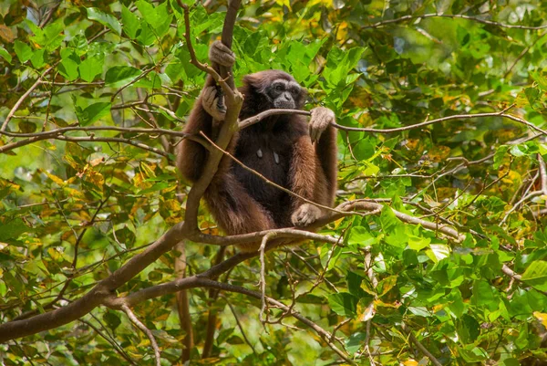 Orang-utan de Sabah, Malásia, Bornéu . — Fotografia de Stock