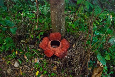 Rafflesia, dünyanın en büyük çiçek. Ranau Sabah, Borneo bulunan bu tür.