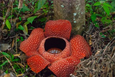 Rafflesia, dünyanın en büyük çiçek. Ranau Sabah, Borneo bulunan bu tür.