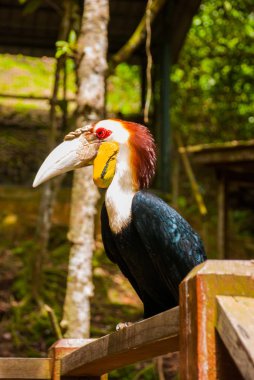 Gergedan Kartallar kuş baş shot yan görünüm