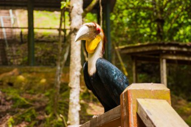 Gergedan Kartallar kuş baş shot yan görünüm