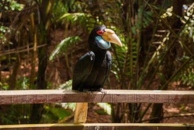 Gergedan Kartallar kuş baş shot yan görünüm
