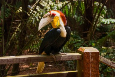 Gergedan Kartallar kuş baş shot yan görünüm