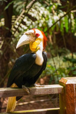 Gergedan Kartallar kuş baş shot yan görünüm