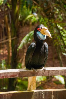 Gergedan Kartallar kuş baş shot yan görünüm