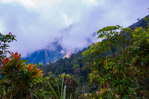 Національного парку гори Кінабалу, Сабах Борнео, Малайзія — стокове фото