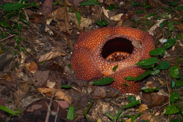 Rafflesia, il fiore più grande del mondo. Questa specie si trova a Ranau Sabah, Borneo . — Foto Stock