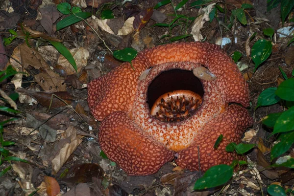 Раффлезия, самый большой цветок в мире. Этот вид расположен в Ranau Sabah, Борнео . — стоковое фото