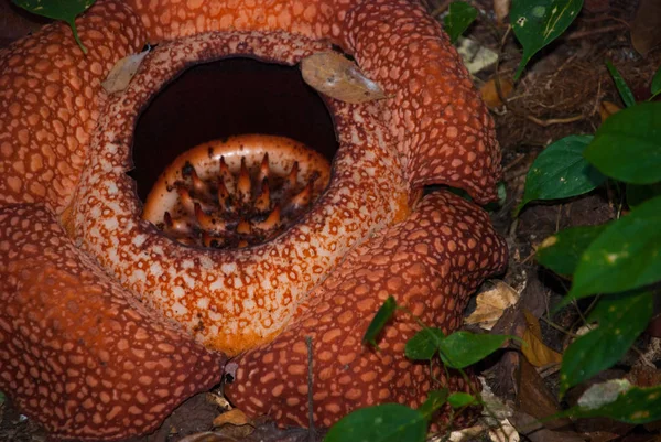 Rafflesia, největší květ na světě. Tento druh v Ranau Sabah, Borneo. — Stock fotografie