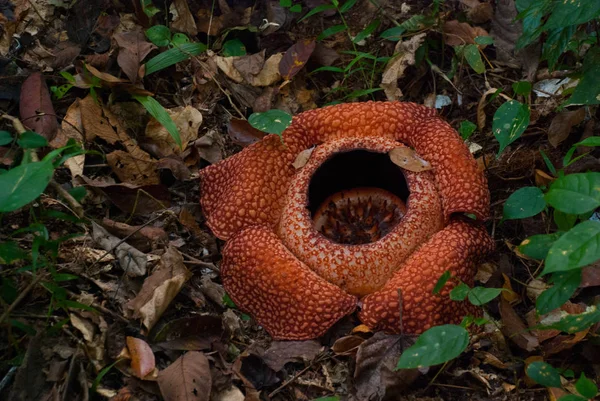 世界最大の花、ラフレシア。ラナウ サバ州、ボルネオ島に位置するこの種. — ストック写真